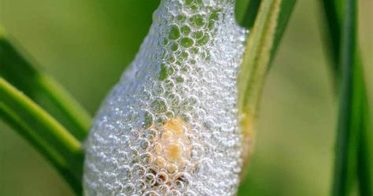 Is Cuckoo Spit Poisonous