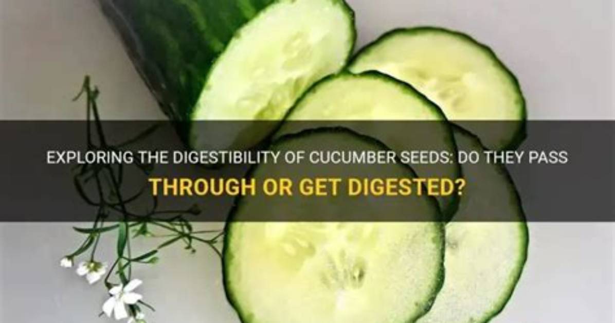 Is Cucumber Difficult to Digest?