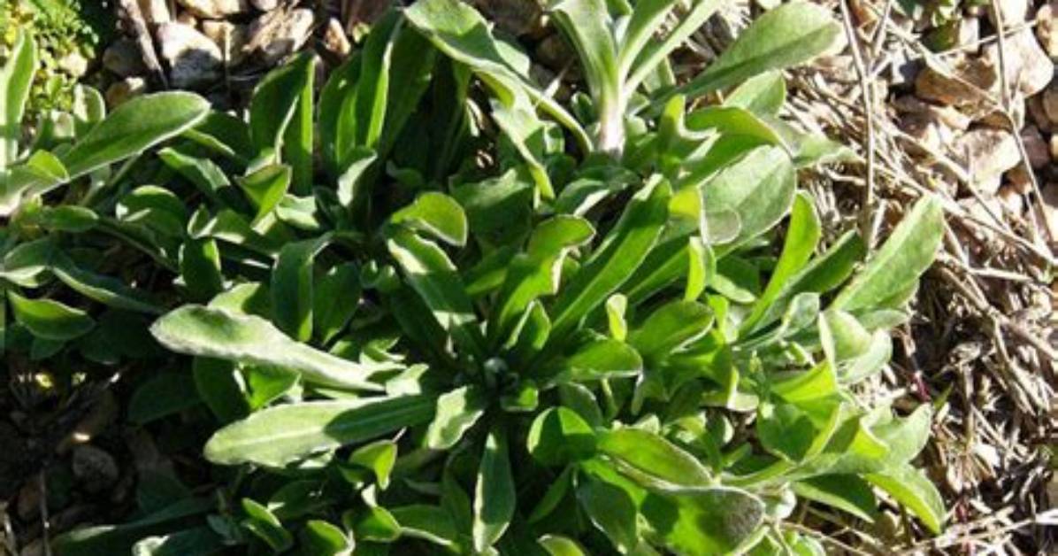 Is Cudweed a Herb?