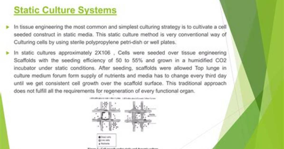 Is Culture Static or Dynamic