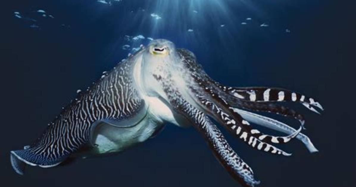 Is Cuttlefish a Shellfish?