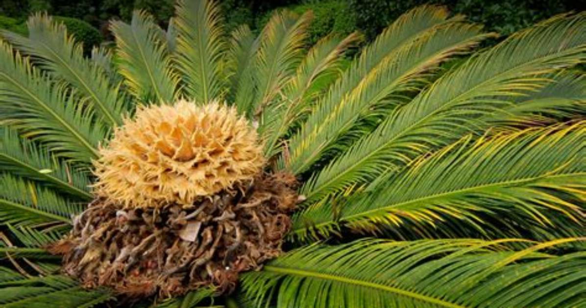 Is Cycad a Tree?