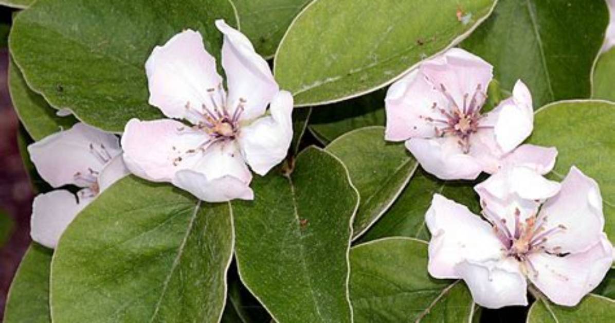 Is Cydonia Oblonga Self Pollinating?