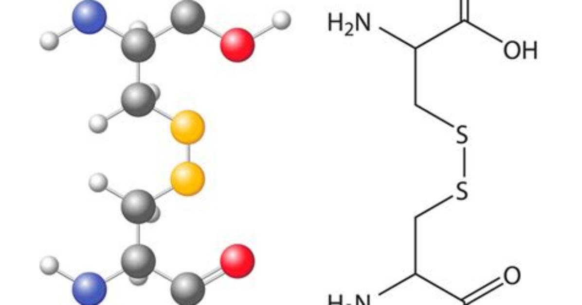 Is Cysteine a Dipeptide?