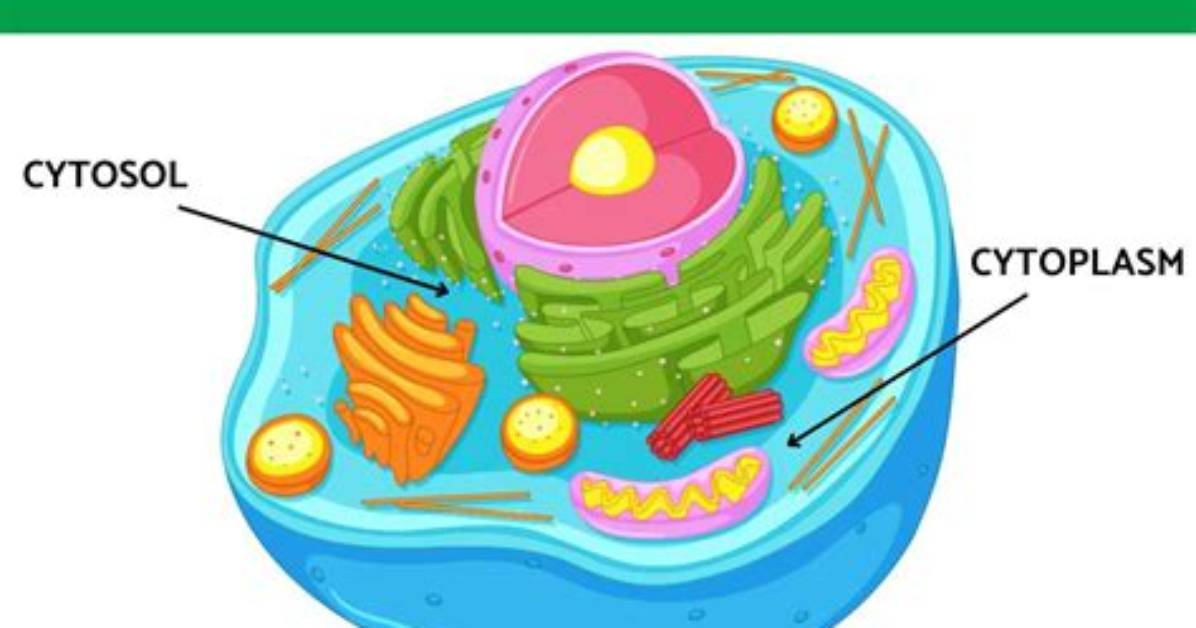 Is Cytosol Same as Cytoplasm