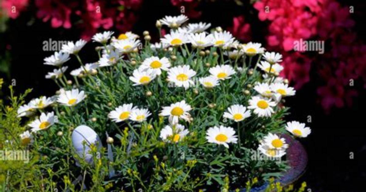 Is Daisy a Shrub