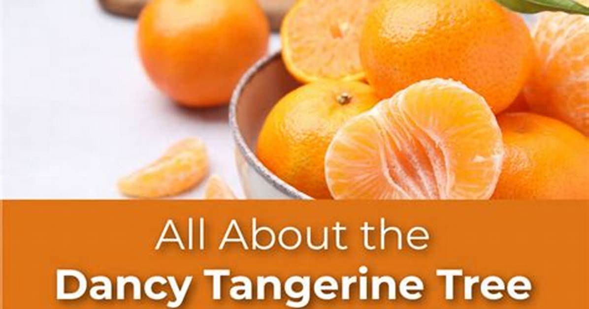 Is Dancy Tangerine Sweet