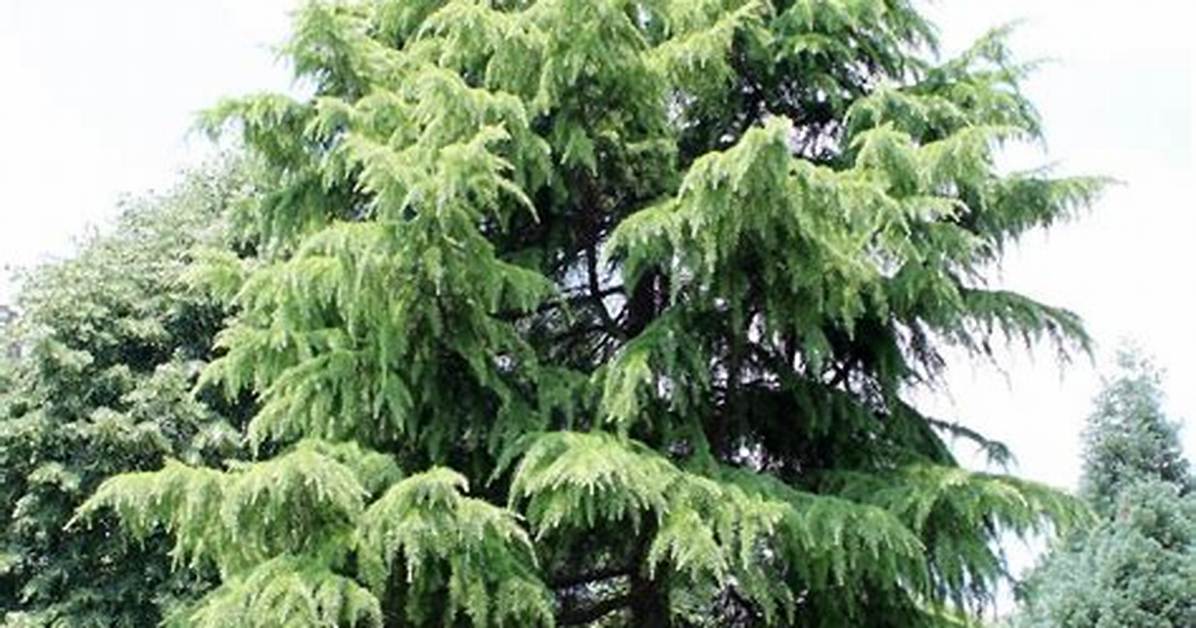 Is Deodar Cedar Evergreen