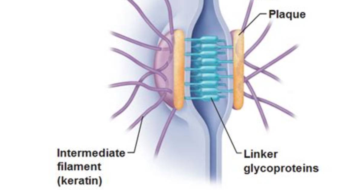 Is Desmosome a Cell Junction?