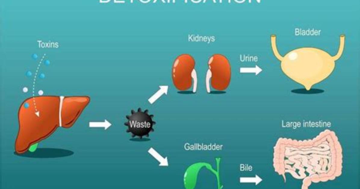 Is Detoxifies Harmful Substances?