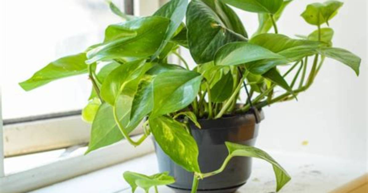 Is Devils Ivy Safe for Cats?