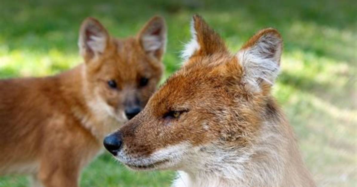 Is Dhole a Pet?