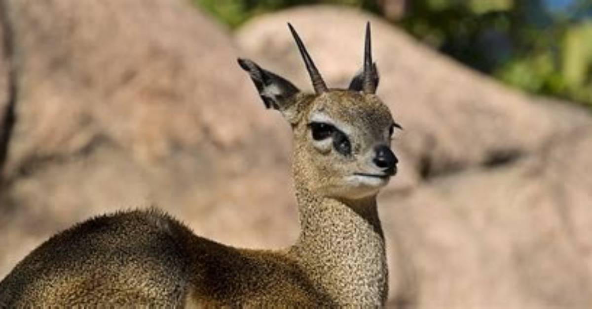 Is Dik Dik Klipspringer?
