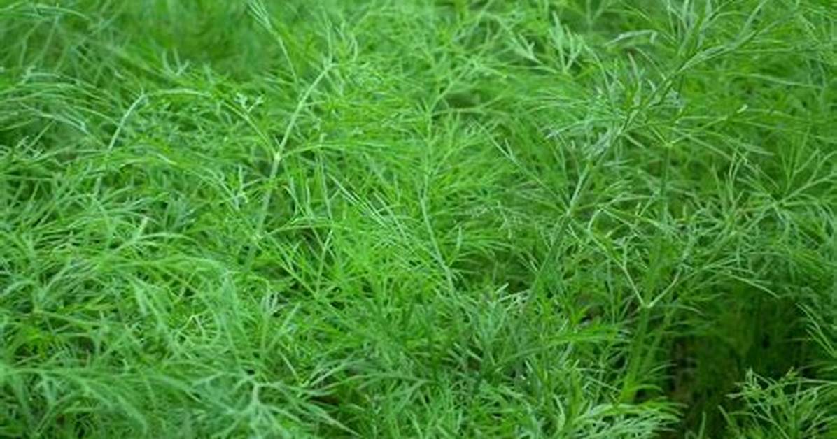 Is Dill Cold Tolerant