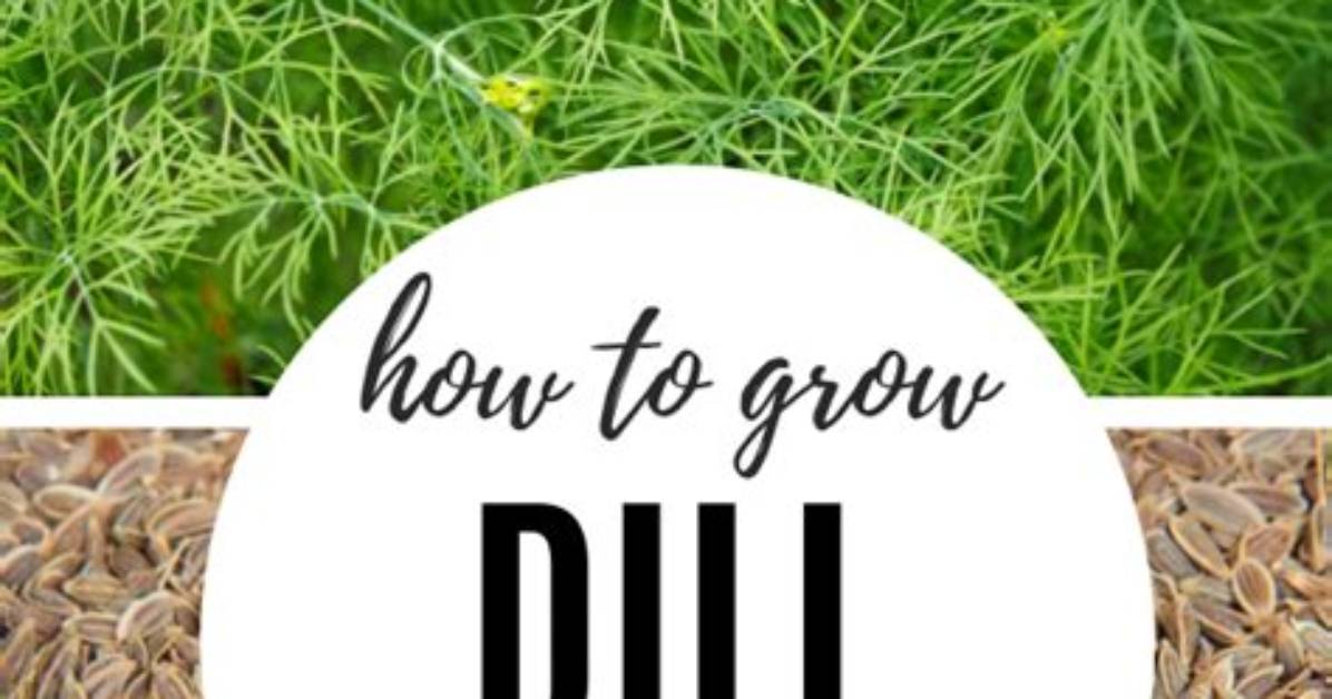 Is Dill Difficult to Grow