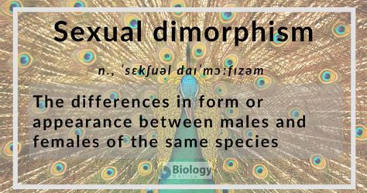 Is Dimorphism a Word?