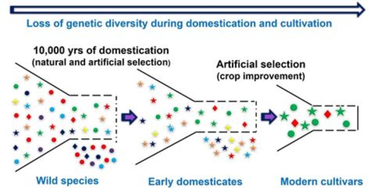 Is Domestication a Gene?