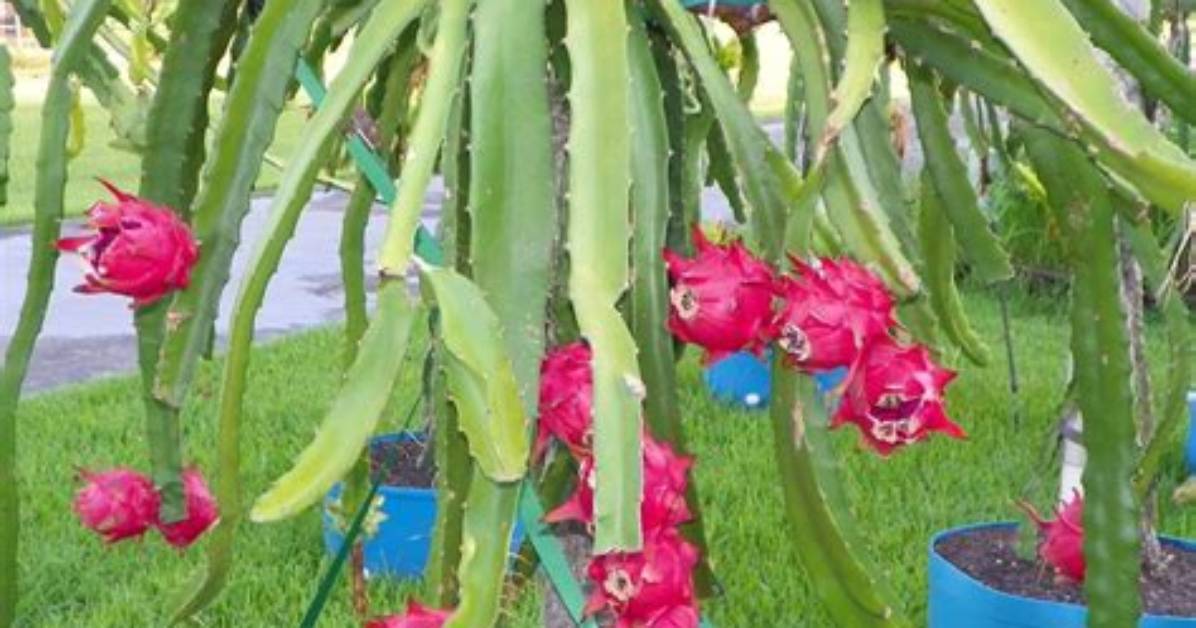Is Dragon Fruit a Tree?