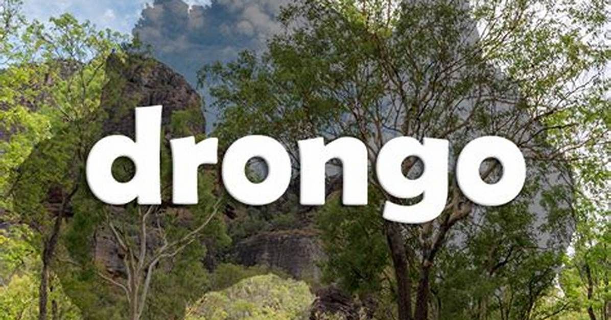 Is Drongo in the Dictionary?