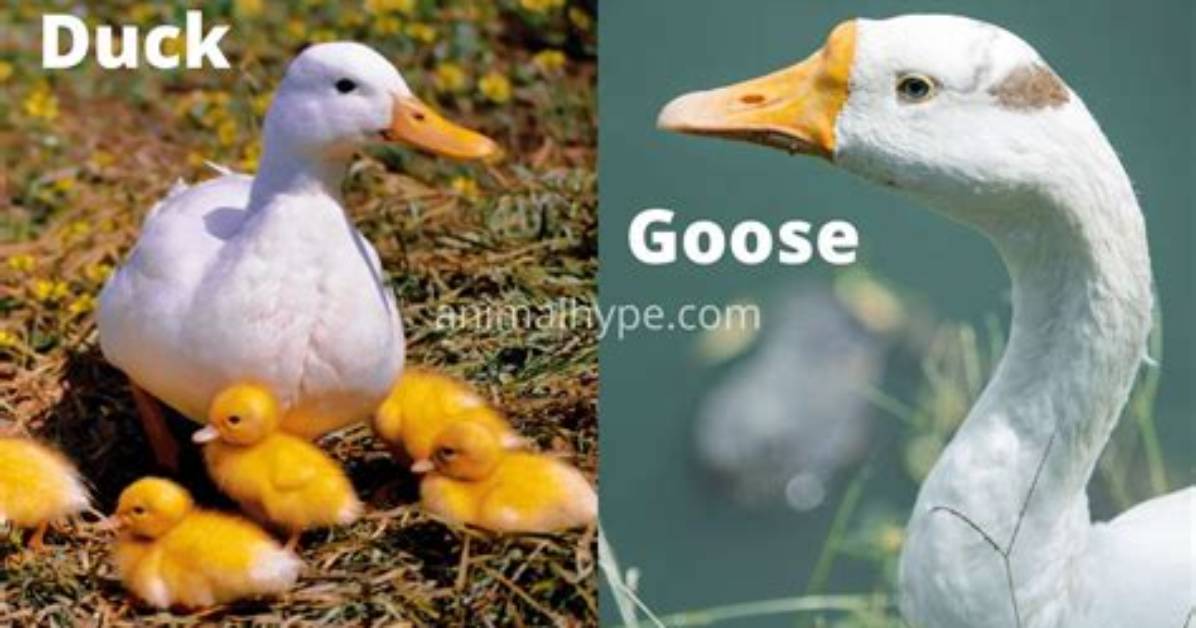 Is Duck and Goose the Same?