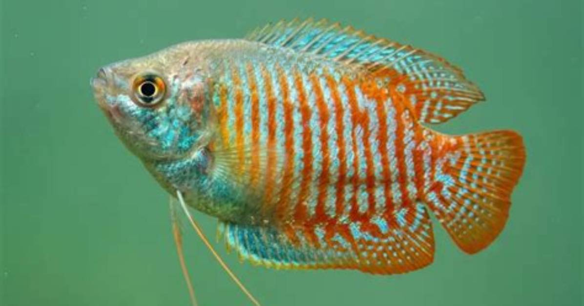 Is Dwarf Gourami Aggressive?