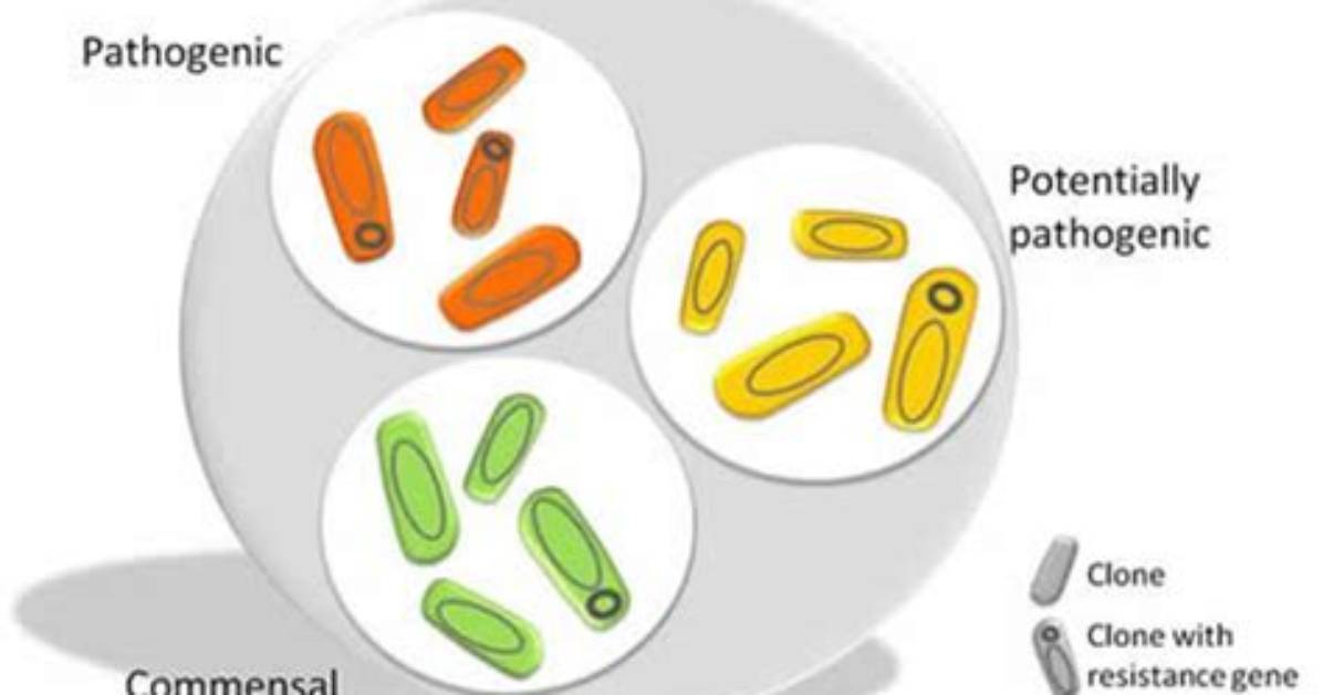 Is E Coli Commensal?