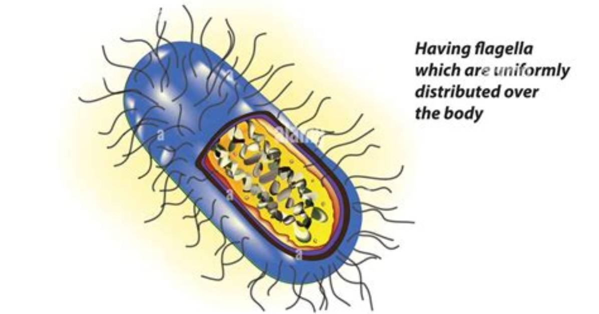 Is E Coli Peritrichous?