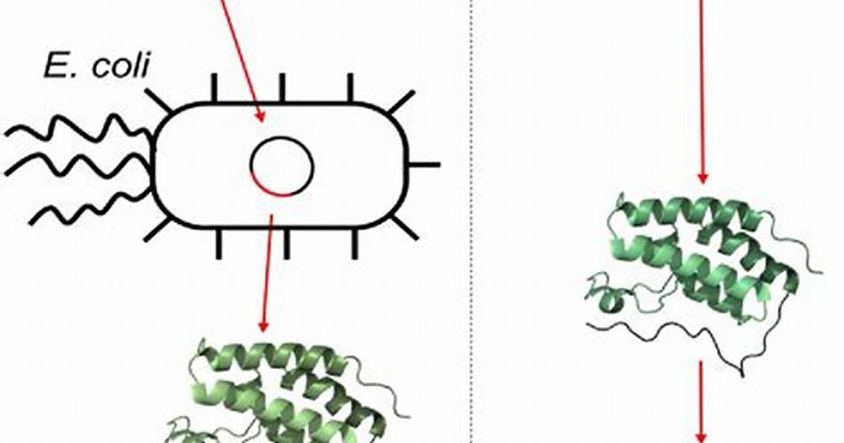 Is E Coli Thermophilic?