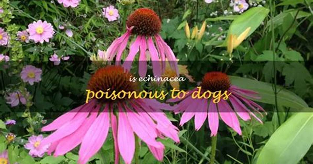 Is Echinacea Poisonous