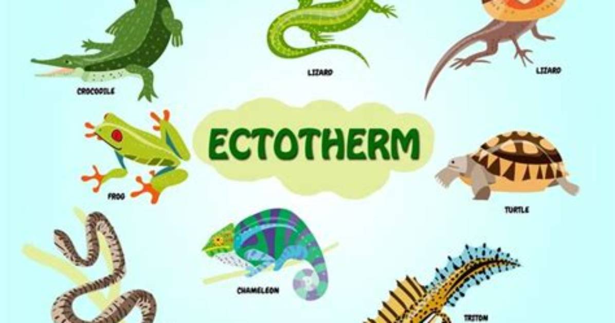 Is Ectothermic an Adjective?