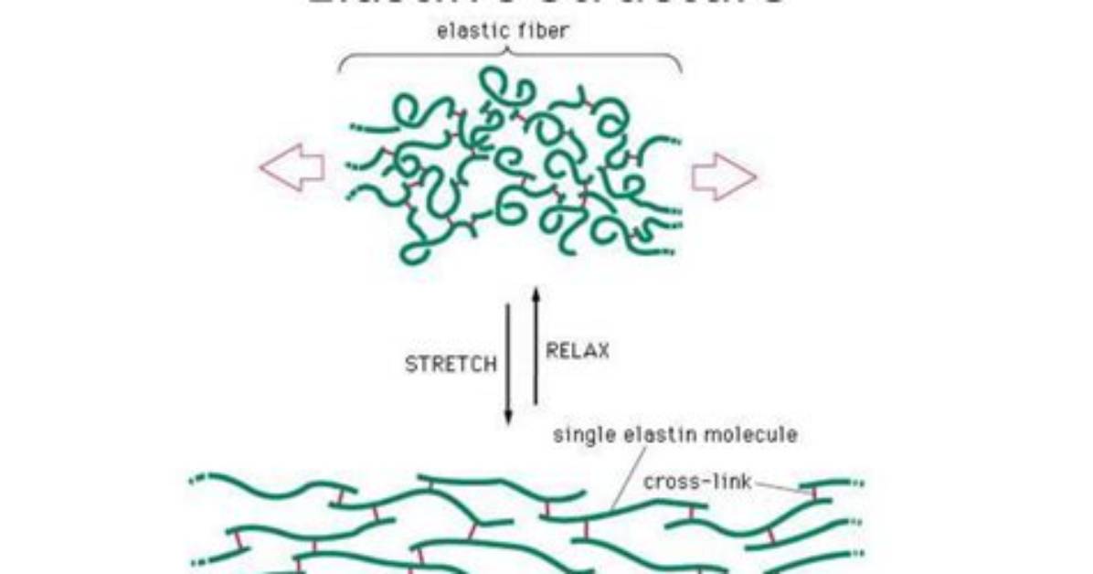 Is Elastin a Protein?