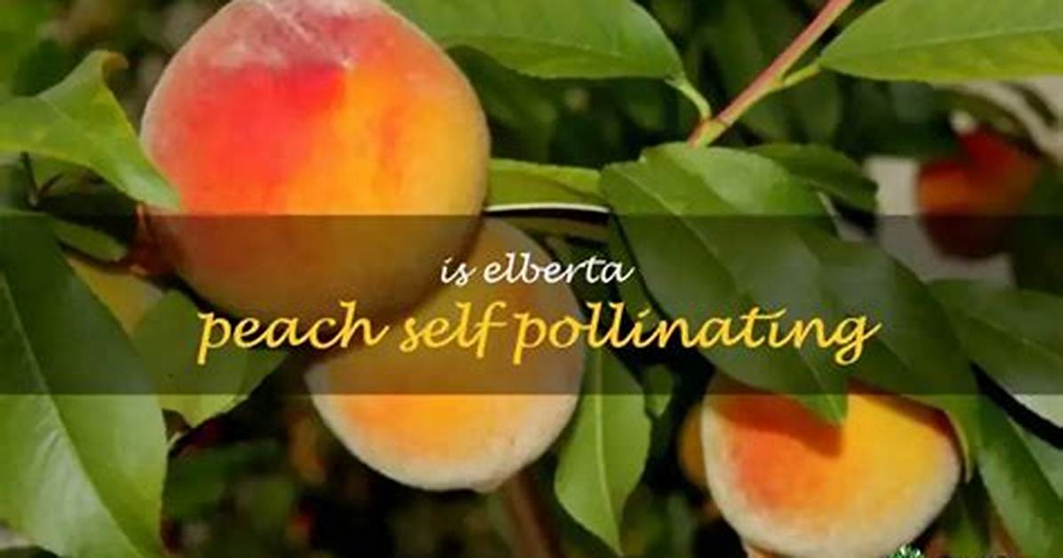 Is Elberta Peach Self Pollinating?