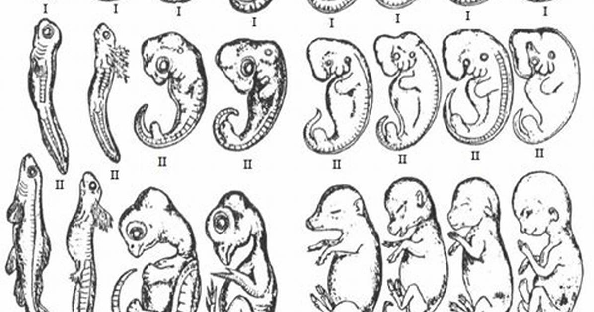 Is Embryological Evidence for Evolution?