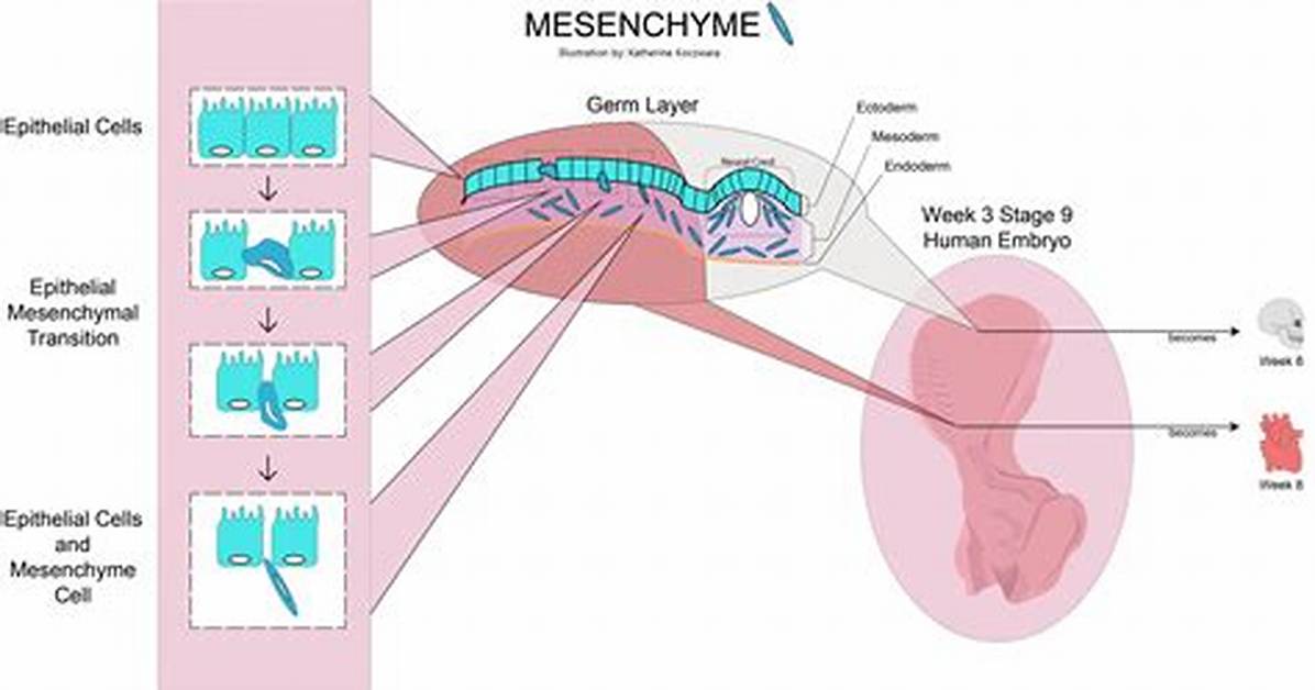 Is Embryonic a Tissue?