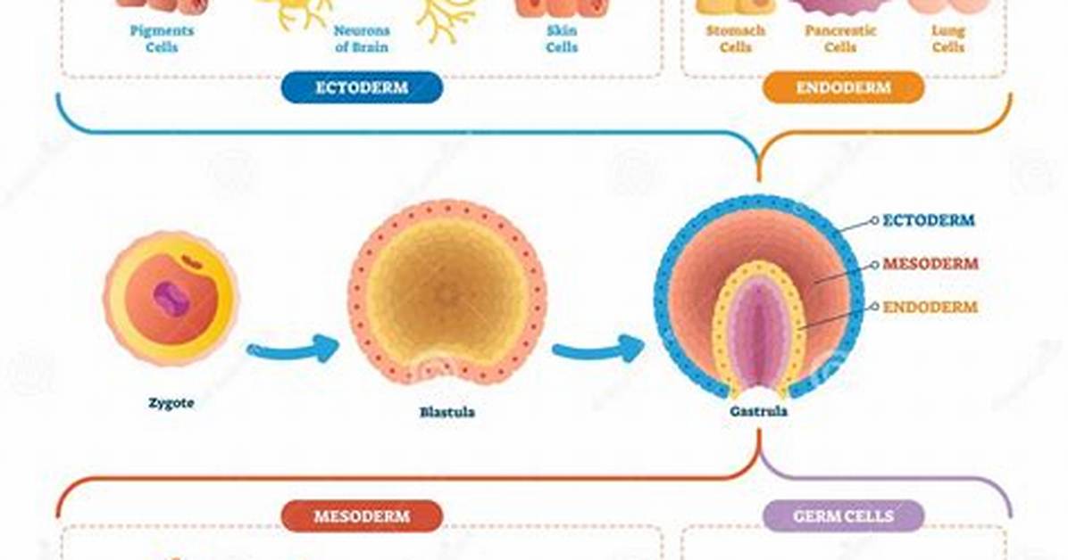 Is Endoderm and Ectoderm the Same?