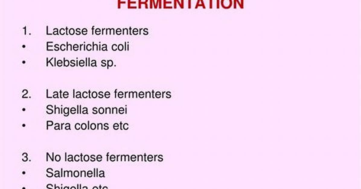 Is Enterobacter a Lactose Fermenter