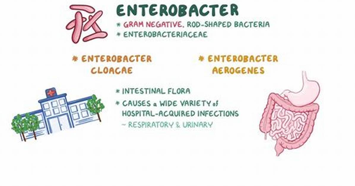 Is Enterobacter Cloacae Complex Contagious