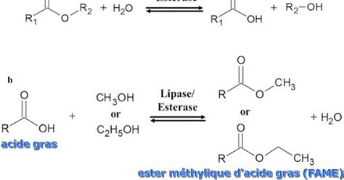 Is Esterase a Hydrolase Enzyme?
