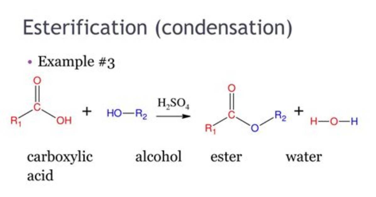 Is Esterification a Condensation Reaction?