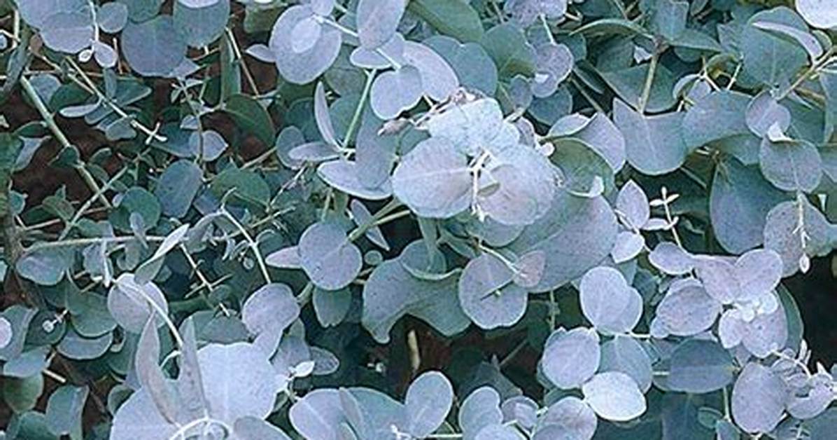 Is Eucalyptus a Shrub