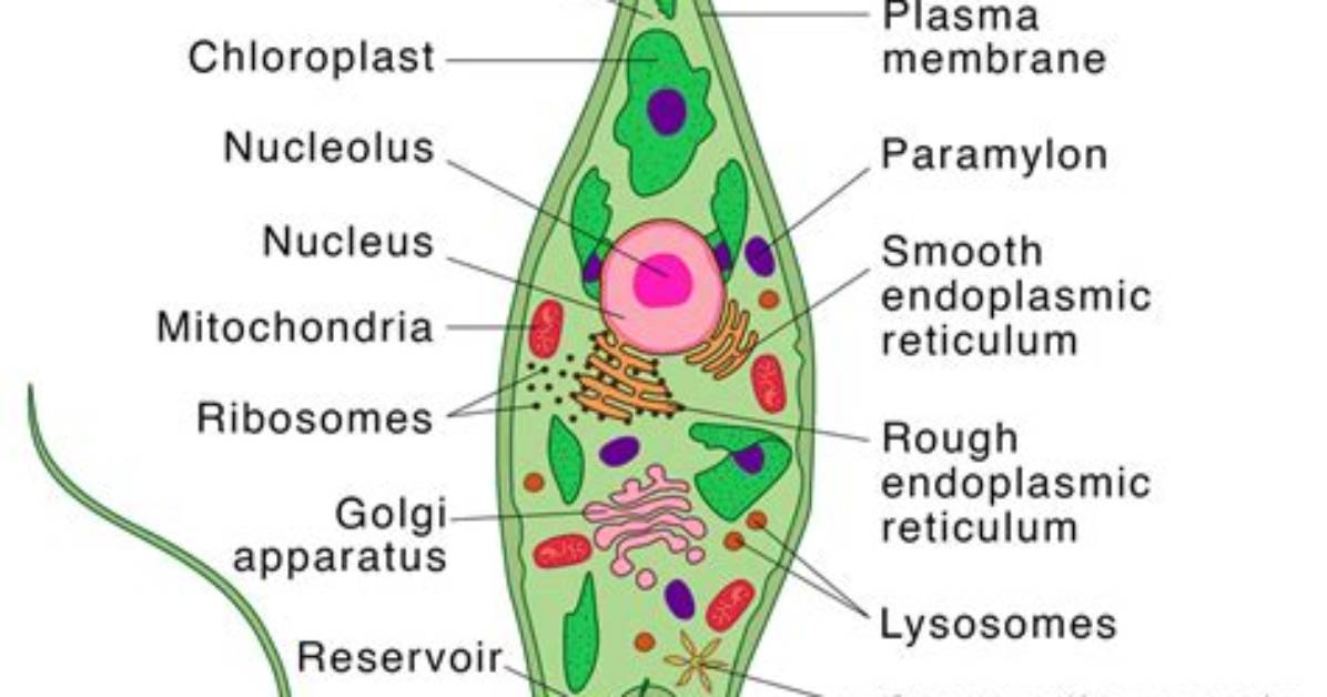 Is Euglena Unicellular or Multicellular?