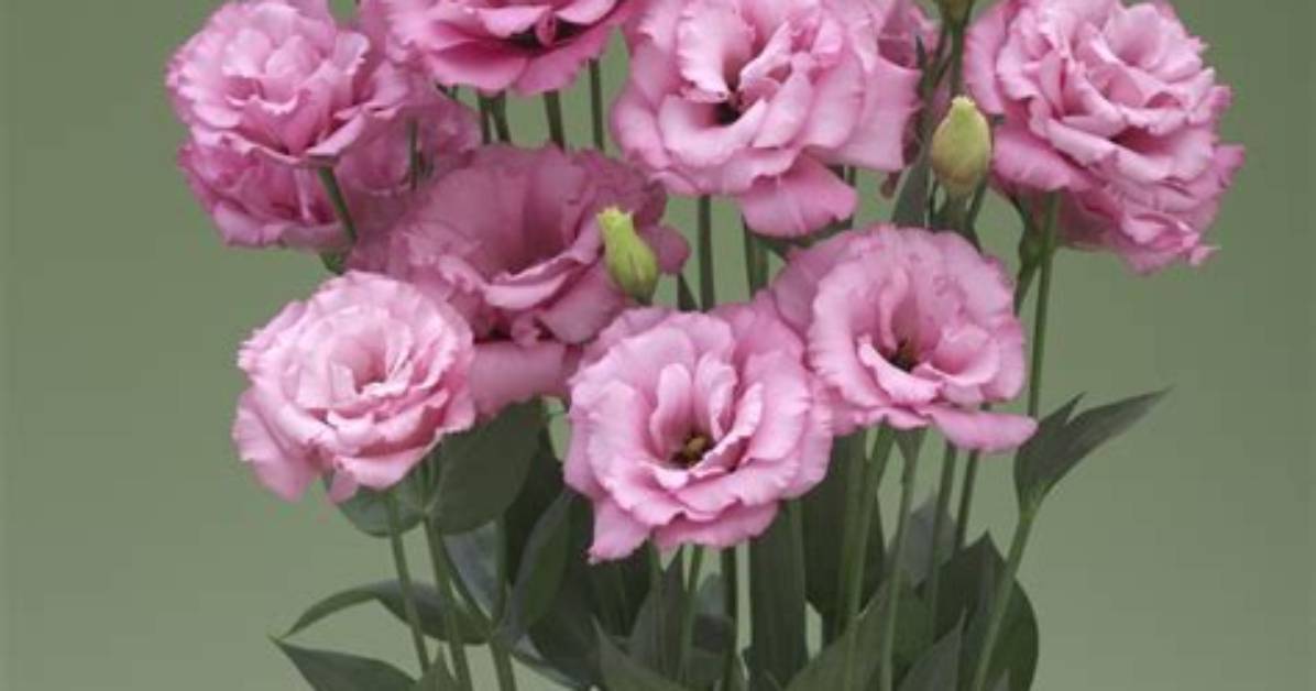 Is Eustoma a Rose
