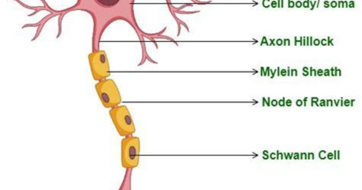 Is Every Neuron Unique