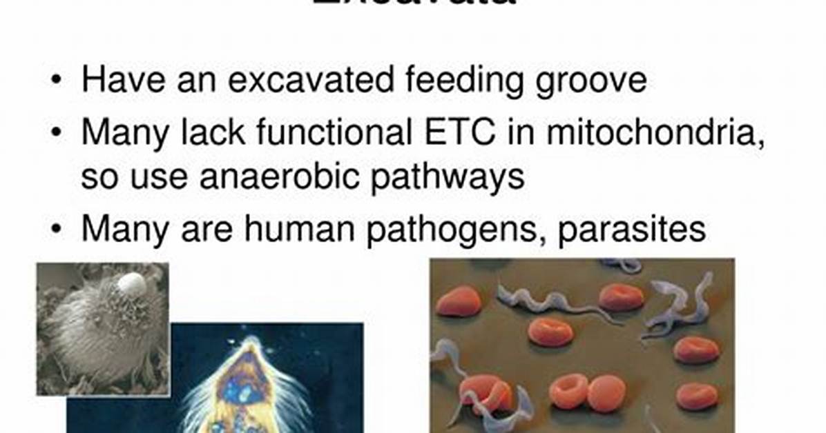 Is Excavata a Phylum