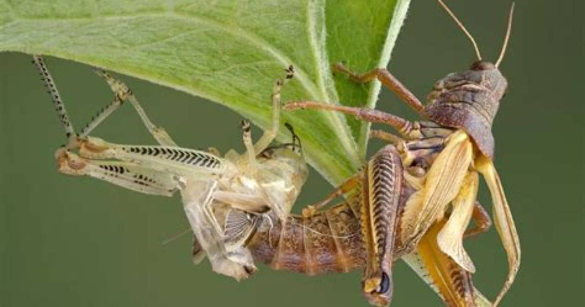 Is Exoskeleton an Arthropod?