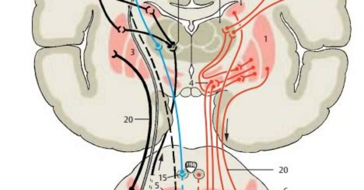 Is Extrapyramidal Motor System?
