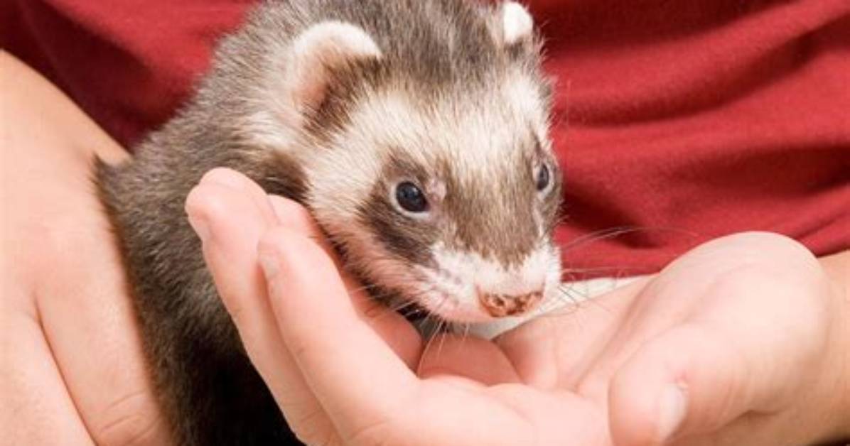 Is Ferrets Good Pets?