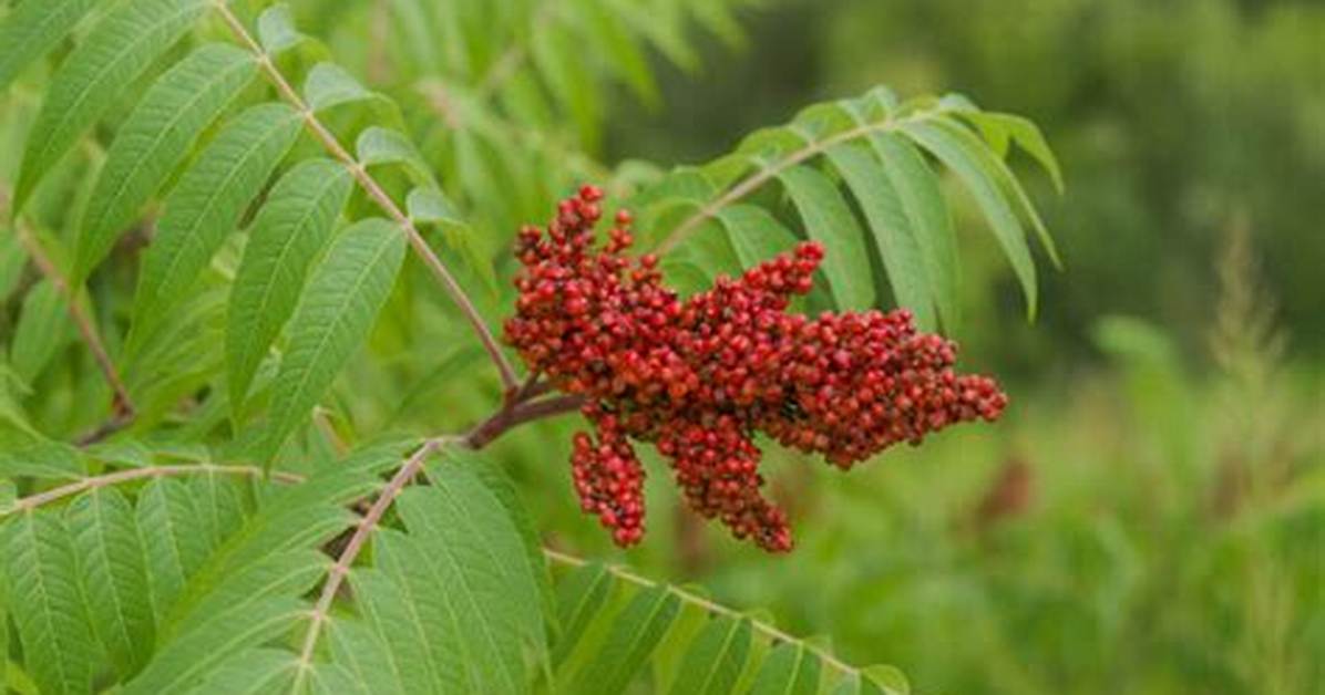 Is Flameleaf Sumac Edible