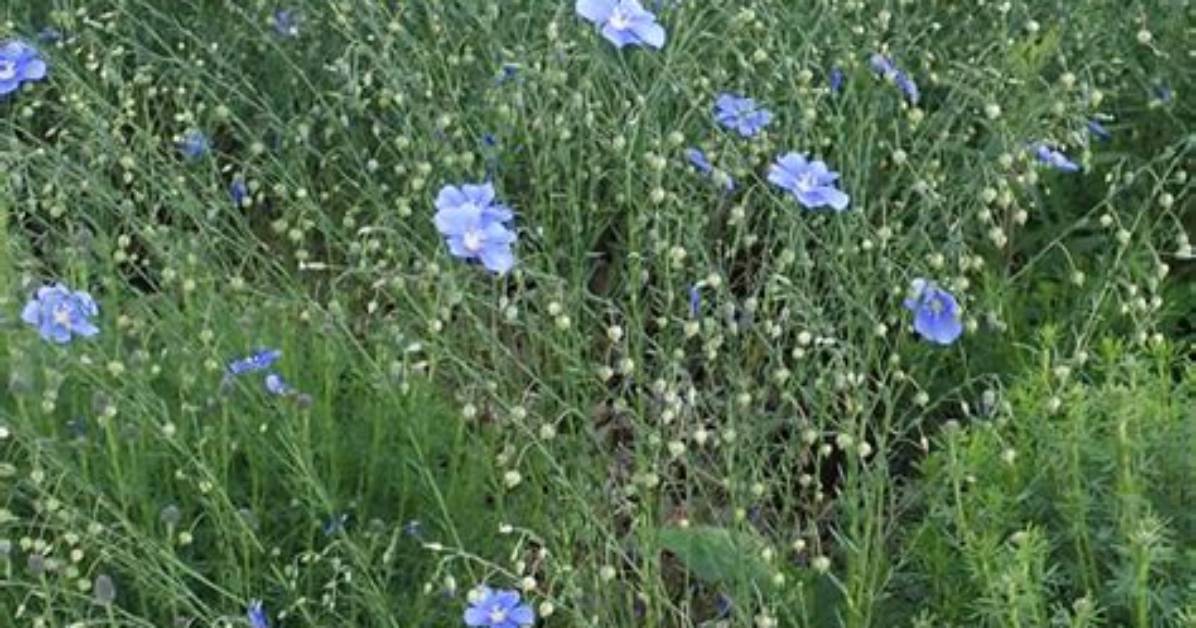 Is Flax a Perennial? | Contextresponse. Com
