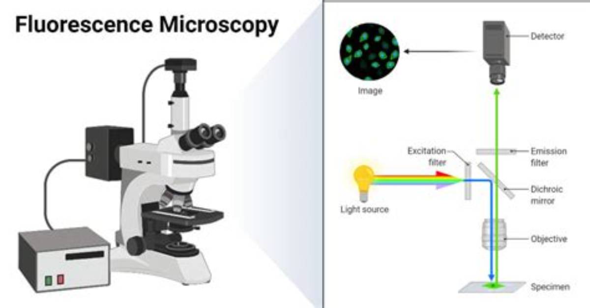 Is Fluorescence Microscopy a Light Microscope?